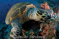 EATING TURTLE TIRAN ISLAND by Javier Sandoval 